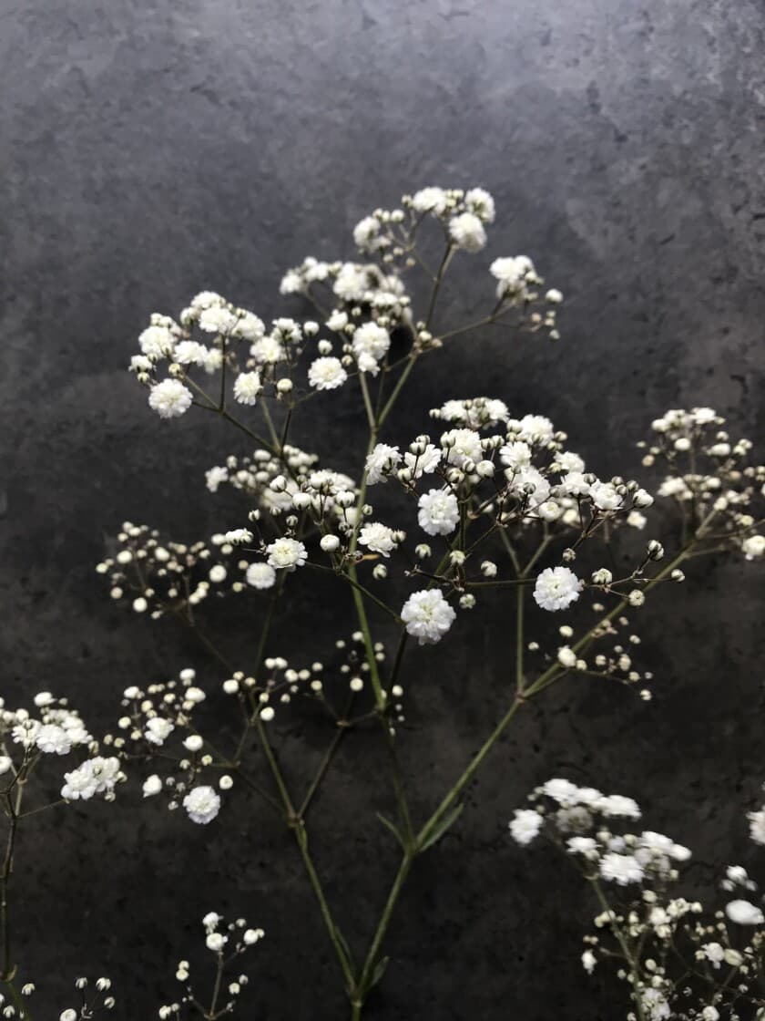 Гипсофила — купить с доставкой