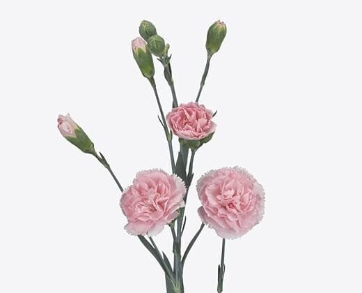 Диантус Кустовой Загара — каталог с доставкой в Москве