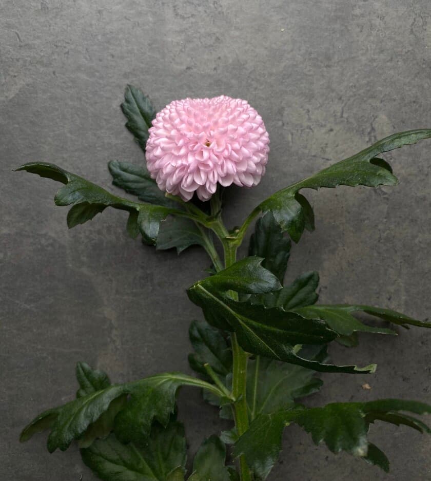 Хризантема Момоко — купить с доставкой