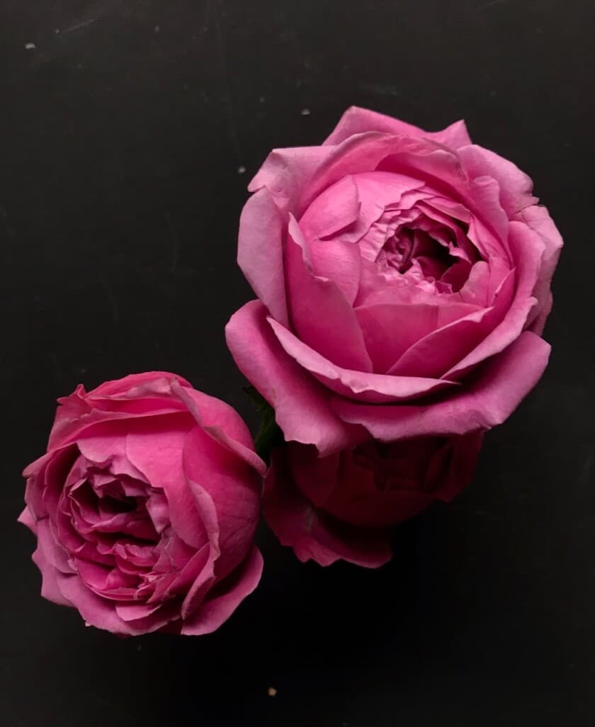 Роза Мисти Баблз — каталог с доставкой в Москве