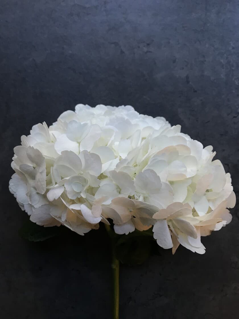 Гортензия Белая (Loma Linda) — каталог с доставкой в Москве