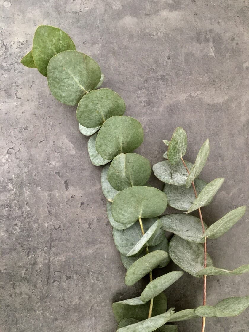 Эвкалипт Цинерея — купить с доставкой