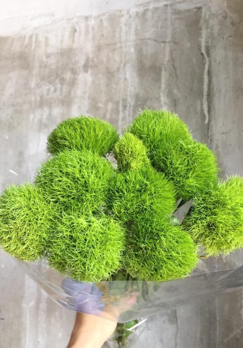 Диантус Барбатус Киви Меллоу — купить с доставкой