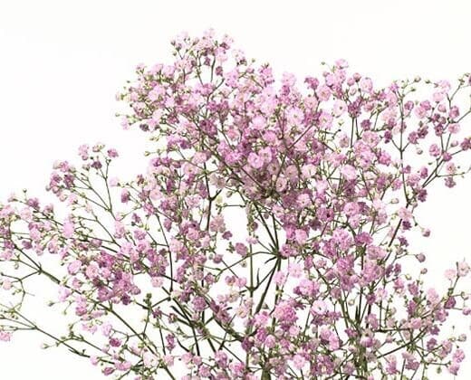 Гипсофила Май Пинк — купить с доставкой